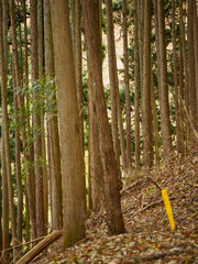 Wide vertical view of the underbrush floor layer of a Cedar tree forest. Mount Yoshino, Japan. Travel and nature.