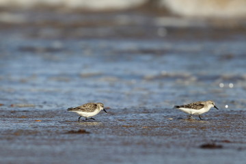 red necked stint