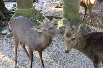Nara Park in Nara Prefecture, Japan and the scenery of deer living in the park