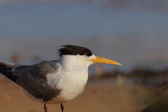 Greater Crested Tern