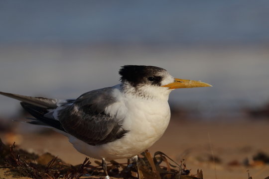 Greater Crested Tern