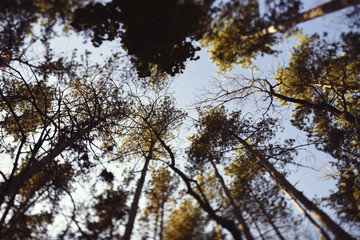 Fototapeta premium A forest overlooking the tree crowns