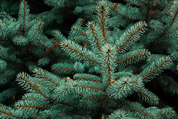 Christmas tree branches close-up without decorations