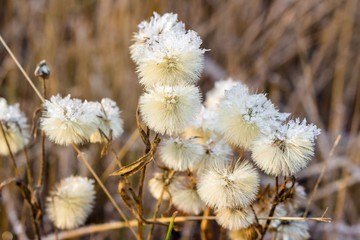Autumn dried flowers covered hoarfrost