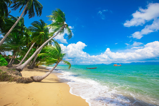 beach and coconut palm trees. Koh Samui, Thailand