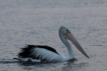 australian pelican