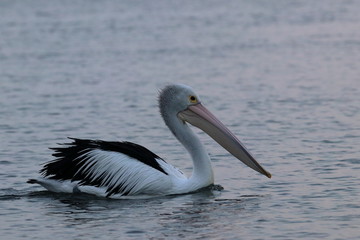 australian pelican