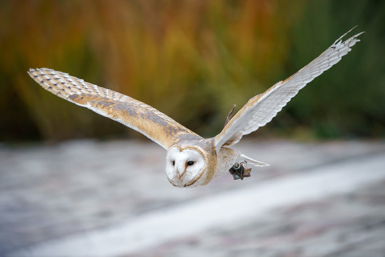 White Owl Flying