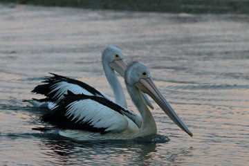 australian pelican