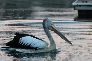 australian pelican