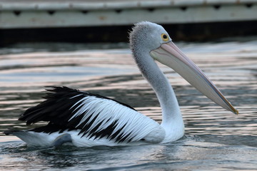 australian pelican