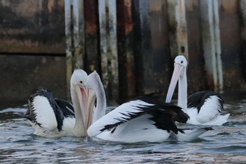 australian pelican