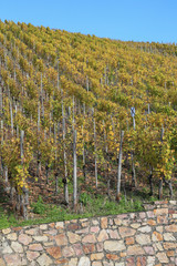Weinbau an der Mosel: Berühmte steile Weinberge nahe Weindorf Lieser bei Bernkastel-Kues im Herbst