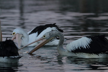 australian pelican