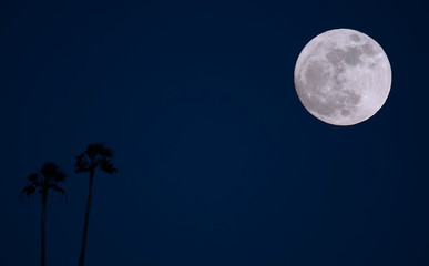 palmeras bajo la luz de la luna  en la noche 