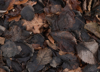 Top view on fallen autumn wet leaves. Background image.