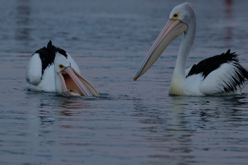 australian pelican