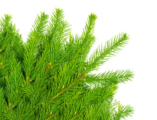 Fototapeta premium Spruce branch isolated on white background. Green fir. Christmas tree