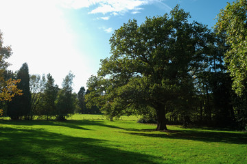 Fototapeta na wymiar Big tree in a park