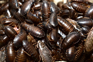 Cockroaches marble, eat fruit in a box
