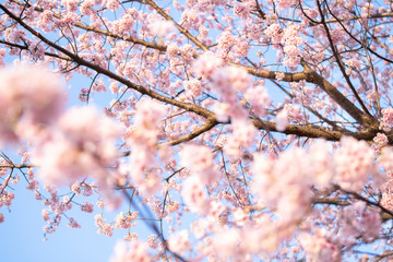 桜の花