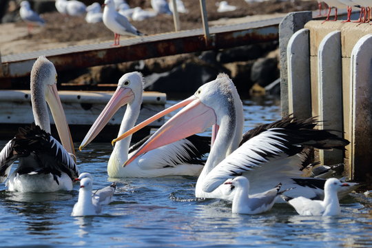 Australian Pelican