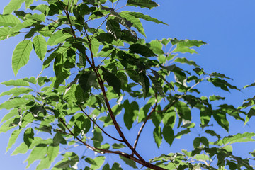 Nature Photos Plant Flowers Landscape