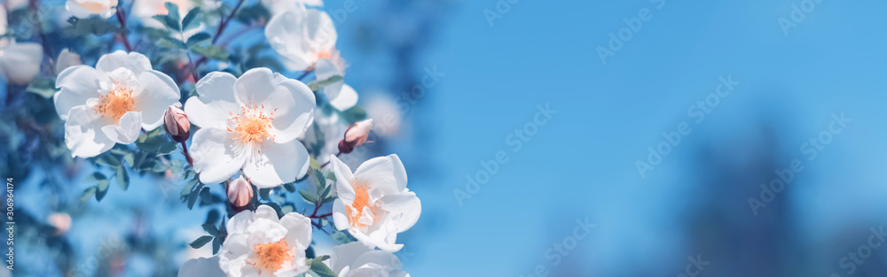 Wall mural beautiful spring border, blooming rose bush on a blue background. flowering rose hips against the bl