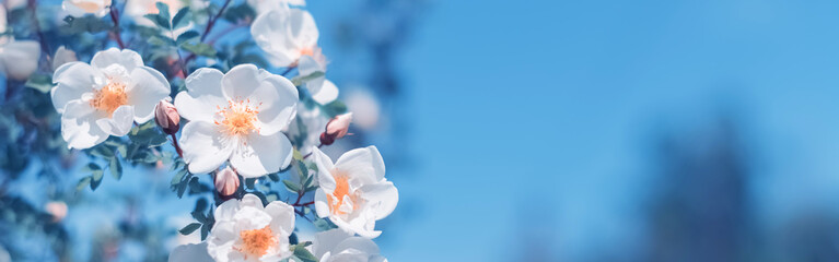 Prachtige lente grens, bloeiende rozenstruik op een blauwe achtergrond. Bloeiende rozenbottels tegen de blauwe lucht. Zachte selectieve focus