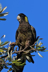 yellow tailed black cockatoo
