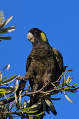 yellow tailed black cockatoo