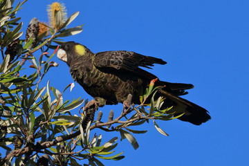 yellow tailed black cockatoo