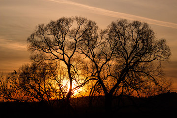 Trees and flock of birds on a beautiful sunset background