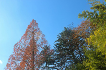 Fototapeta premium 초겨울 나무