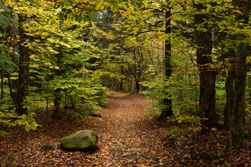 Trail to Bingham Falls Stowe Vermont with fallen leaves in the woodland forest