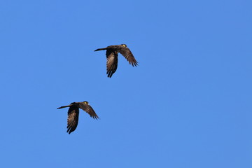 yellow tailed black cockatoo