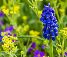 blue flowers in the garden
