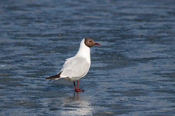 Black-headed gull chroicocephalus ridibundus walking on ice frozen pond in early spring. Cute common waterbird in wildlife.