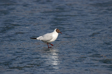 Black-headed gull chroicocephalus ridibundus walking on ice frozen pond in early spring. Cute common waterbird in wildlife.
