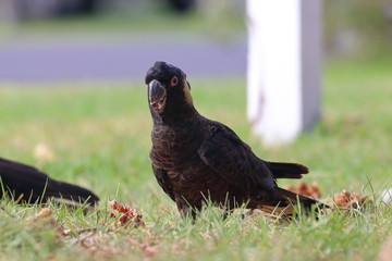 yellow tailed black cockatoo
