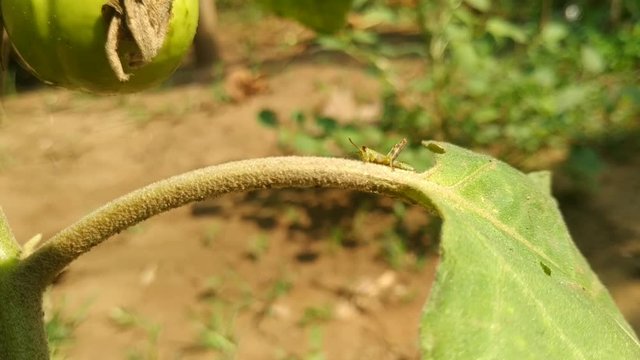 grasshopper at leaf