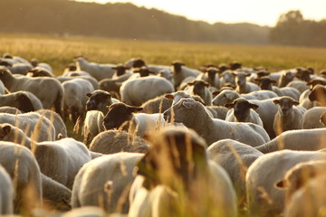 Obraz premium flock of sheep in field