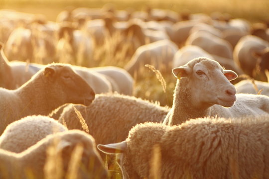 sheep in farm with sunset
