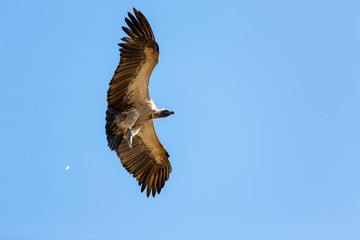 Cape Vulture come in to land