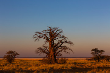 Late afternoon light on baobab tree on Kukonje Island