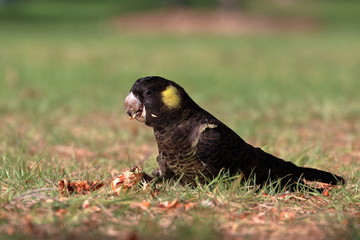 yellow tailed black cockatoo