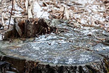 tree stump in winter covered with frost. Top view of tree stump covered in snow