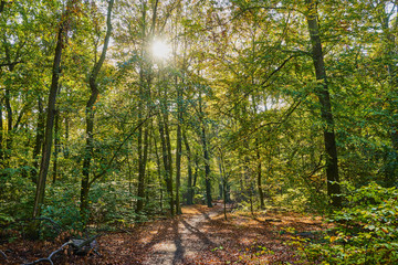 Fototapeta na wymiar Herbstliches Wald Panorama mit heller Sonne in den Farben gelb, grün und braun