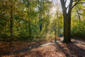 Herbstliches Wald Panorama mit heller Sonne in den Farben gelb, grün und braun
