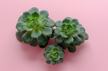 succulent plants on pink paper background